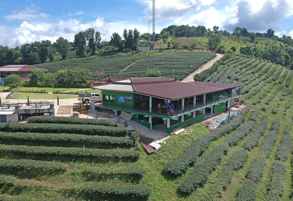 Doi Mae Salong Tea Plantation in the North of Thailand